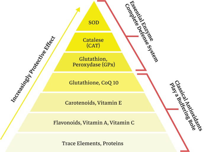 dr esther liposome glutathione estherformula_global's
