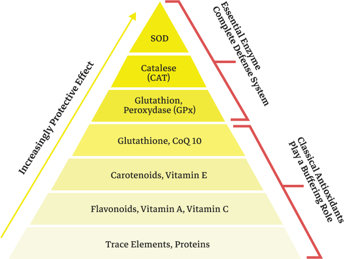 A triangle graph showing the scientific components of the SkinSips product.